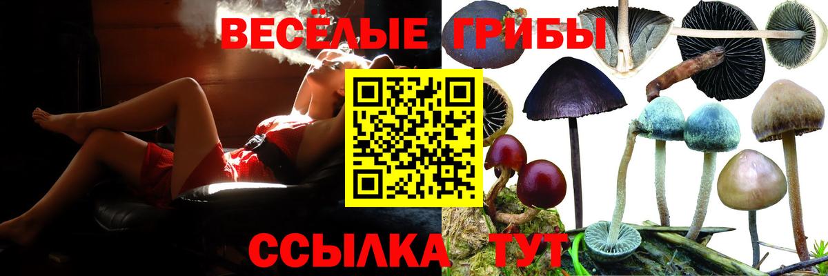 Галлюциногенные грибы Psilocybe  Псилоцибиновые грибы прущие грибы  Вход с VPN  Юрга 